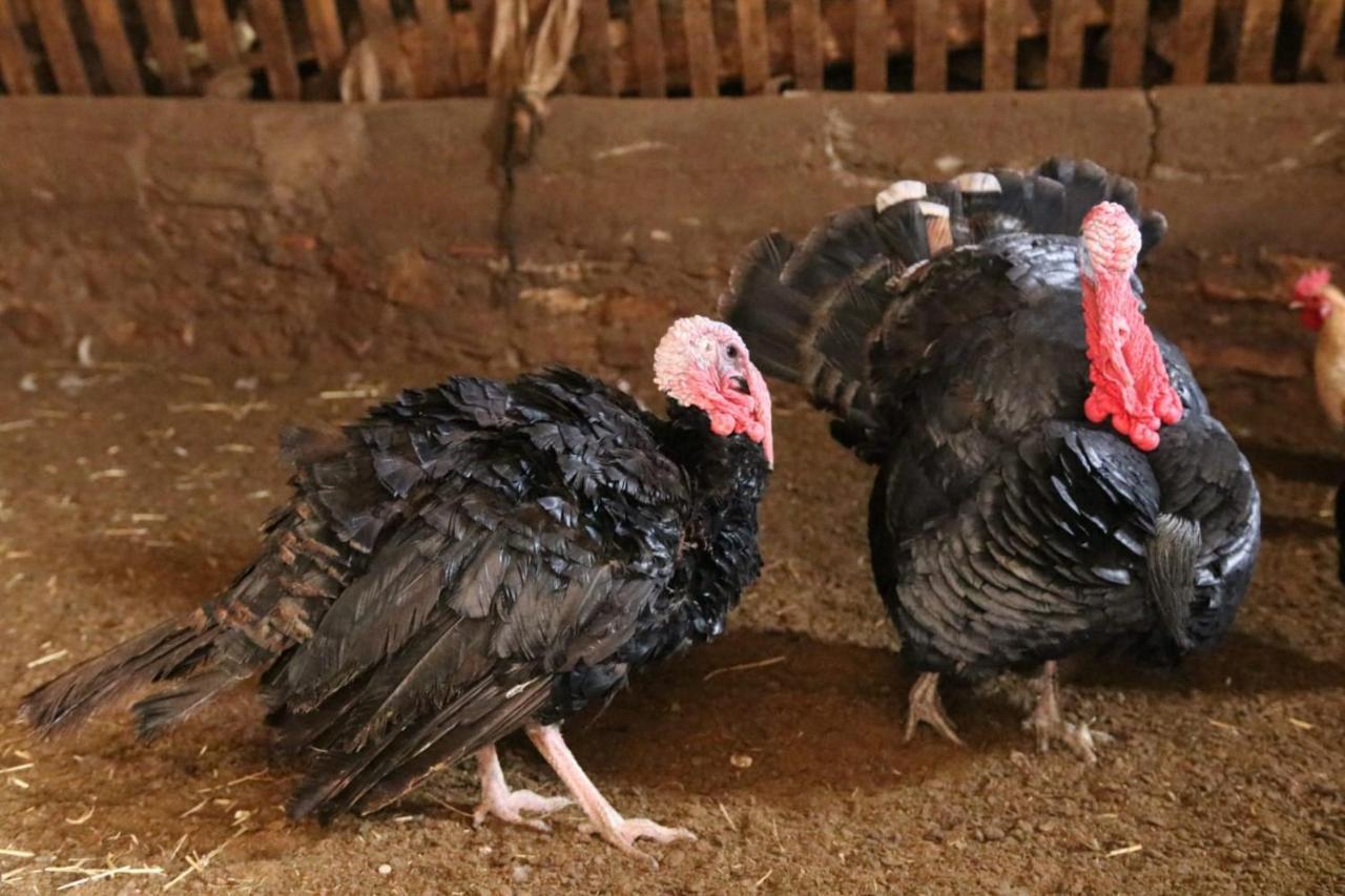 Casa Rural Chulilla Villarroya de los Pinares Εξωτερικό φωτογραφία